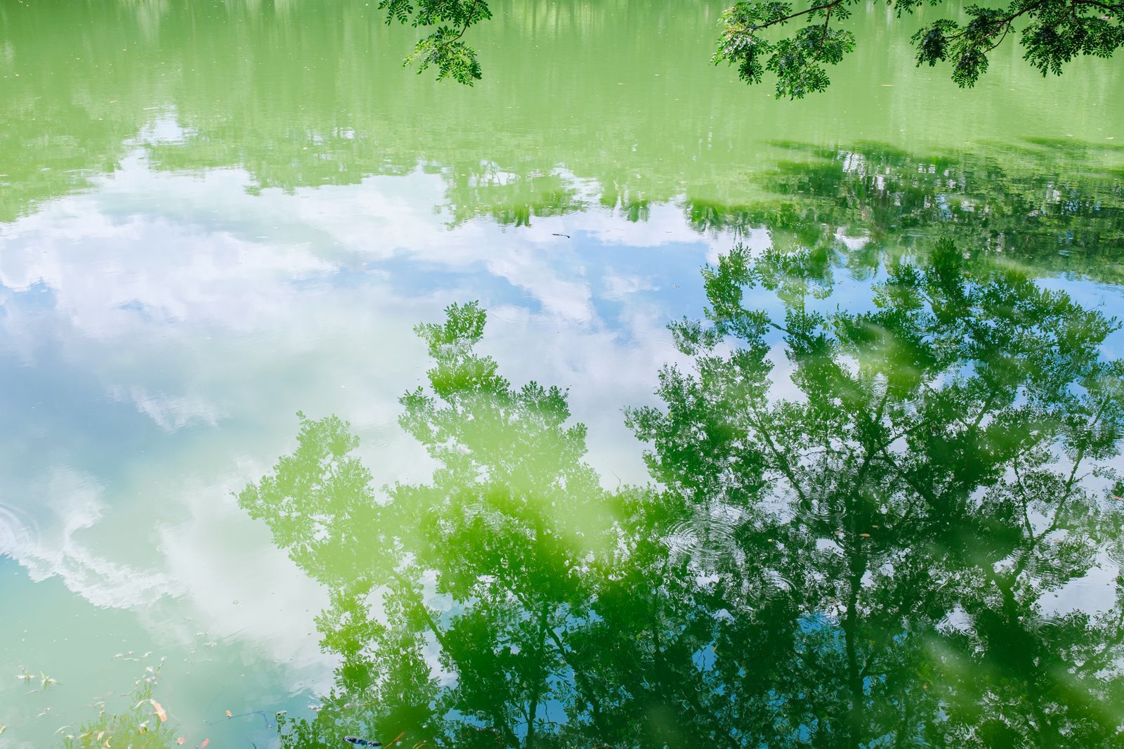 Trees and sky reflected in the still surface of a pond